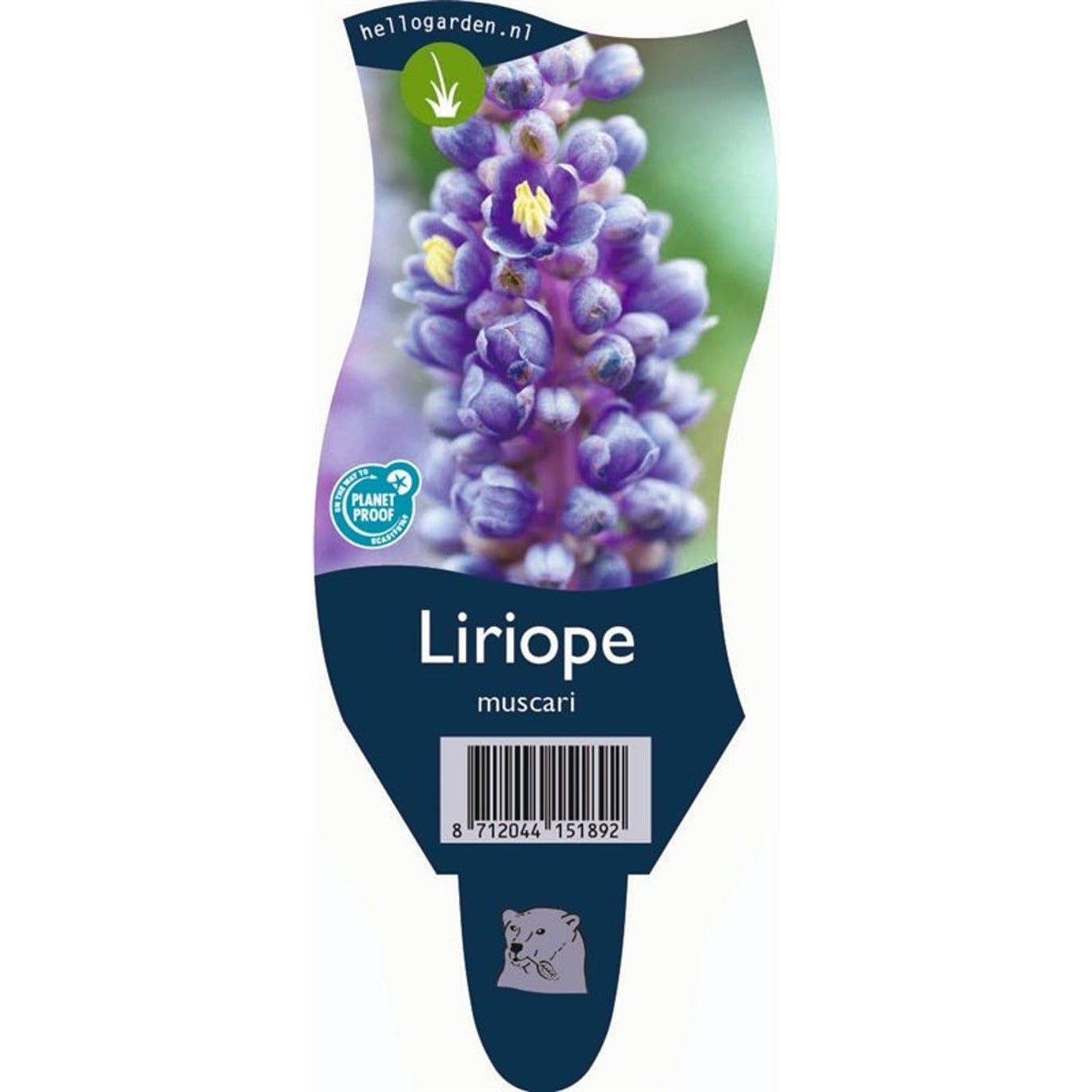 Liriop – Liriope muscari - P11